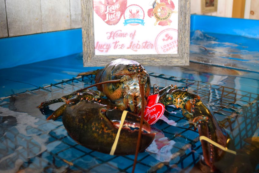 Excitement is starting to grow for Lucy the LobSTAR’s second annual Groundhog Day prediction, happening on the waterfront in North East Point, Cape Sable Island on Feb. 2 at 8 a.m. Lucy has been relaxing in the spa at Capt. Kat’s Lobster Shack in Barrington Passage waiting for the big day.