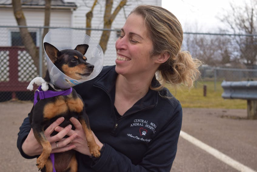 Dr. Jennifer MacKay of Central Nova Animal Hospital in Bible Hill is seen with Zoey, a miniature pinscher that was severely wounded in the hind end during Sunday's shooting massacre in Portapique Beach. Following extensive surgery, however, Zoey is recovering well and is even walking.