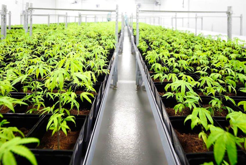 Growing rooms like the one pictured in this contributed photo are able to produce 3000 grams of cannabis per square metre.