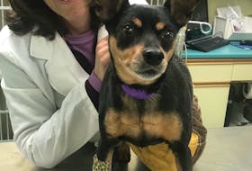 Dr. Kim Babineau of the Central Nova Animal Hospital in Bible Hill is seen with Zoe, a miniature pinscher who was wounded during Sunday's shooting rampage in Portapique.