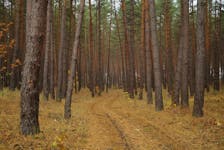Consultation closes Friday on how the Department of Lands and Forestry wants to implement the recommendations of the much touted Lahey Report into forestry practices.