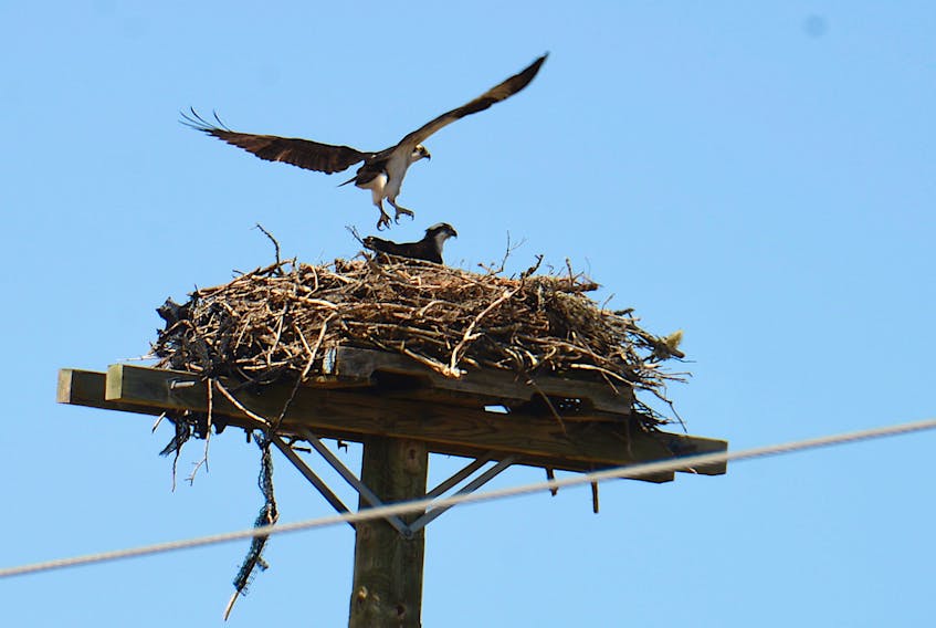 An osprey leaves a nest near Midgell Friday. Osprey are known as excellent anglers, and these two have taken up home near St. Peters Bay. 
