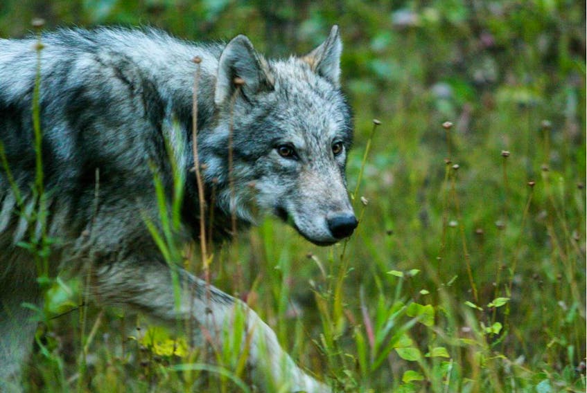 File image of a wolf in Banff National Park.