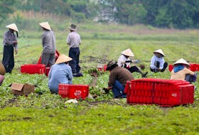 A group of workers pick and pack radishes from an Ontario farm field.