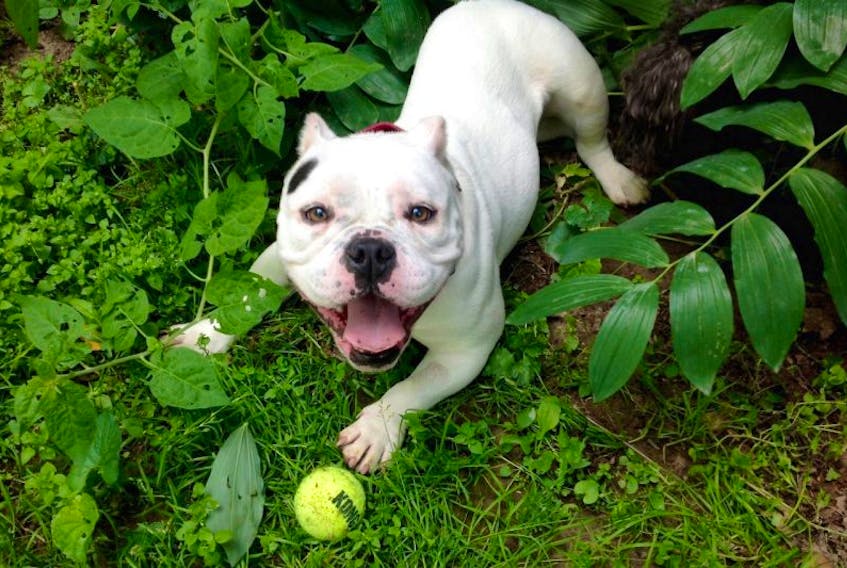 <p>Nova Scotia rescue Home to Stay Dog Rescue already has one dog who may have been affected by a breed specific legislation in Montreal banning people from obtaining new pit bulls. Abby was sent from a rescue in Quebec because of the impending breed specific legislation.</p>