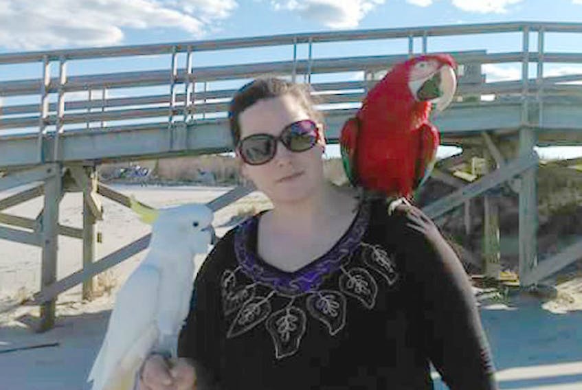 Kramer, a sulphur crested cockatoo, Privateer Parrot Rescue’s Diane Cooke, and Zora, a greenwing macaw, at the Beach Meadows Beach. Children and young-at-heart are welcome to an upcoming Privateer Parrot Rescue treasure hunt at Beach Meadows Beach.