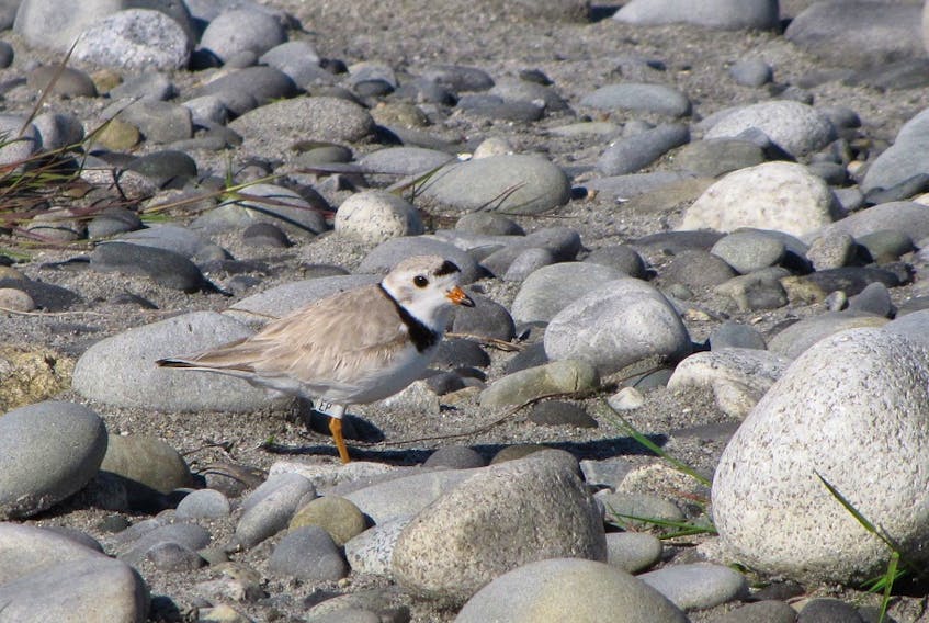 Recently, an endangered piping plover that was banded at the White Point Beach Resort was spotted in the Turks and Caicos on its winter migratory path. Returning soon in April, these birds have become the most anticipated guests of the resort.