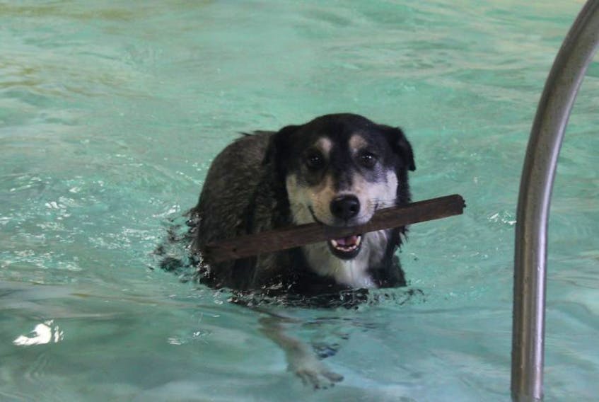 Duke was allowed to bring his stick into the kiddie pool at the YMCA during the doggie dip. He had a blast chasing his stick into the pool.