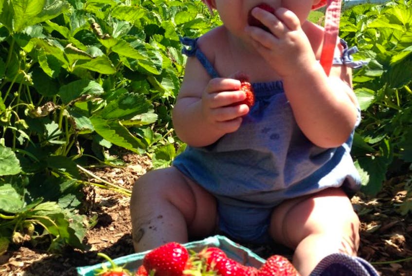 Rory Niquette sneaking a taste of strawberry right from the field at Marks Market.