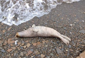 One of 18 dead seals along the shore, north of Kotlik, Alaska, U.S., is shown in this photo taken May 7, 2019. At least 60 dead seals were discovered along beaches of the Bering Sea and Chukchi Sea in northwestern Alaska, and scientists are trying to determine what caused their deaths, the National Oceanic and Atmospheric Administration (NOAA) said June 12.