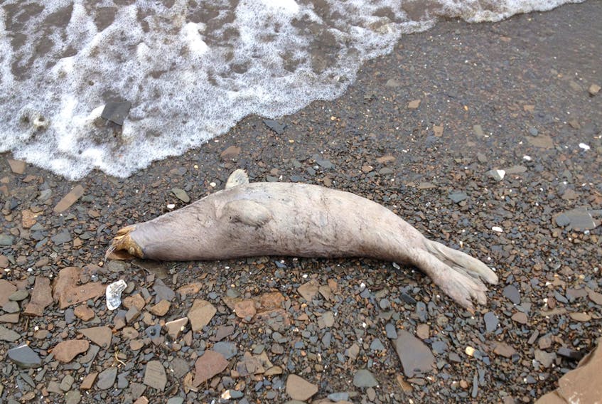 One of 18 dead seals along the shore, north of Kotlik, Alaska, U.S., is shown in this photo taken May 7, 2019. At least 60 dead seals were discovered along beaches of the Bering Sea and Chukchi Sea in northwestern Alaska, and scientists are trying to determine what caused their deaths, the National Oceanic and Atmospheric Administration (NOAA) said June 12.