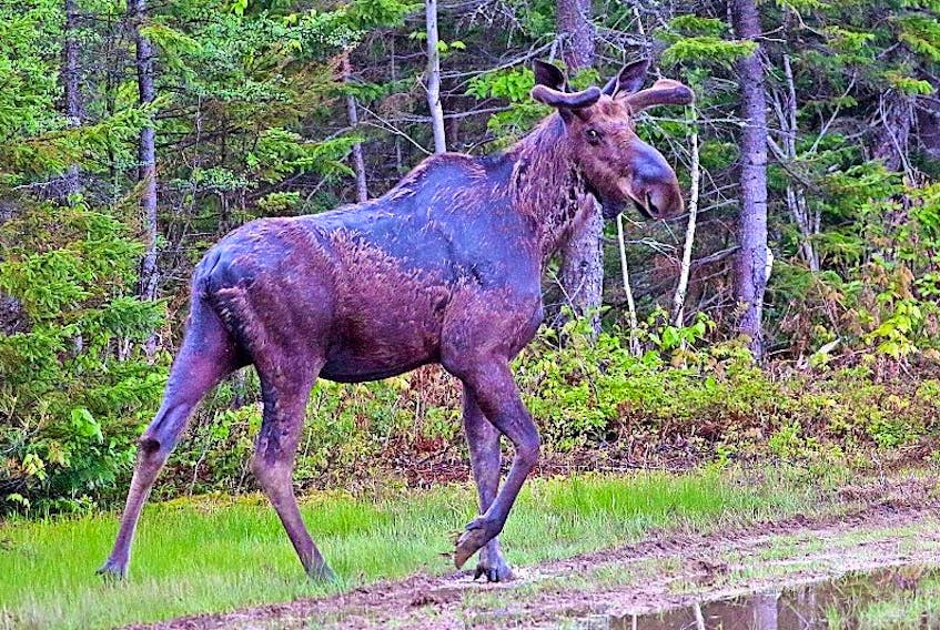 The Nature Conservancy of Canada’s Help the Moose Cross the Isthmus for Christmas campaign, also known as the Moose Sex Project, is back for a fifth year.