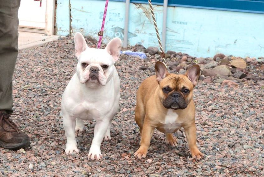 French Bulldogs Bounce (left) and Vida will be at the Dr. Carson & Marion Murray Community Centre Saturday and Sunday. Judging starts both days at 8 a.m. and runs all day long.