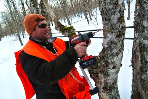 Matthew Harrison taps a maple tree ahead of syrup season.