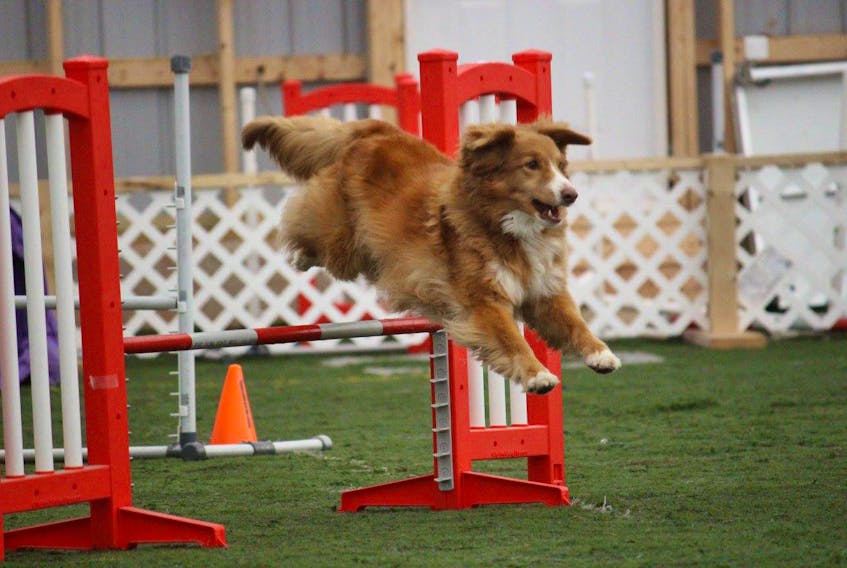 Murphy was one of the dogs participating in last year’s agility fun match at Park Your Paws, which raised more than $800 for the L.A. Animal Shelter. A charity has yet to selected for this year’s event, which will be held on Saturday, Jan. 20.
