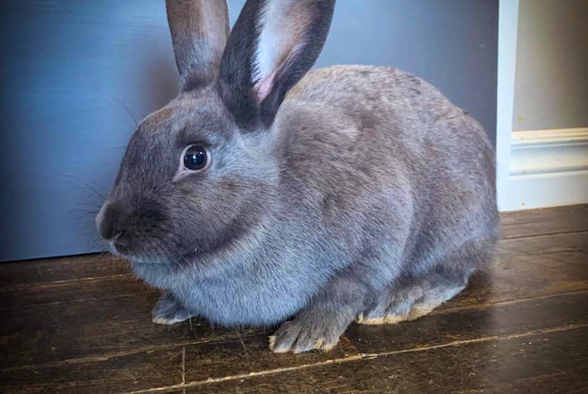 This bunny, named Lola, was killed by one or two large dogs that were allowed to roam free on Thursday in the Grand Tracadie area for at least two hours.
