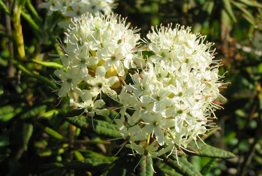 The rhododendron is called “Labrador tea” (Apuistekie’ji’jit) and it is a versatile and powerful traditional medicine. Contributed/Wikipedia