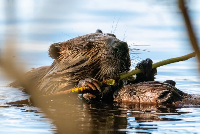 Beaver with its baby chewing on wood. Hungry beavers can make alder shrubs disappear quickly. Alder is also a prized food for deer, moose and birds. STOCK IMAGE