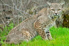 A bobcat. CONTRIBUTED