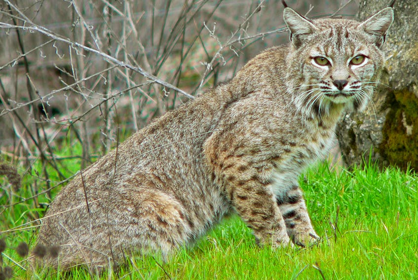 A bobcat. CONTRIBUTED