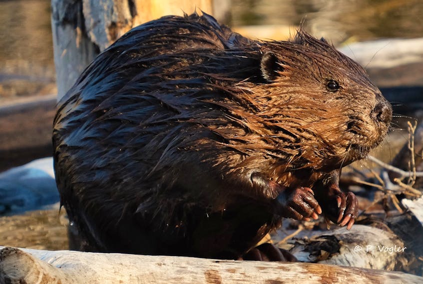 Phil Vogler captured this up-close photo of a beaver in Kings County. - Contributed