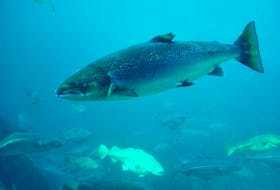 Atlantic salmon. - file photo