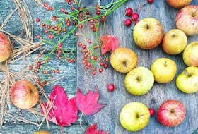 Historically, wild apples have been used for drinking more than eating.