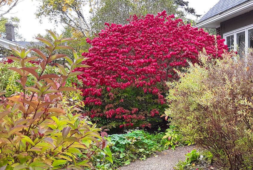This burning bush is an inspiration this fall. Janice Wells photo