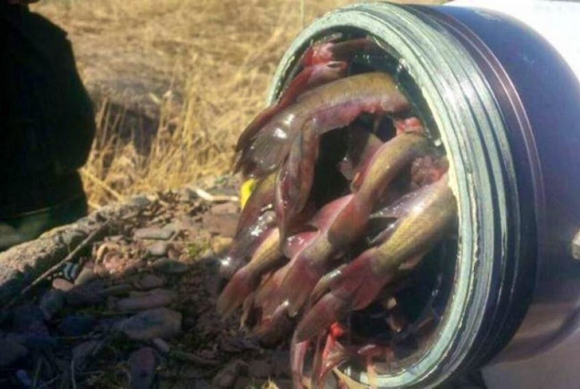Aylesford firefighters were surprised to find their dry hydrant clogged with fish when attempting to pump water to fight a grass fire.