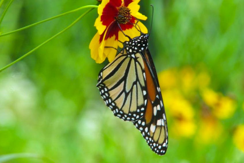 This Monarch Butterfly stopped at the Butterfly Garden at the Mersey Tobeatic Research Institute in Kempt recently. The Monarch has been added to Nova Scotia’s species at risk list as endangered. Butterfly gardens give the colourful insect increased habitat, helping make up for loss of habitat from use of chemical sprays on agricultural lands.