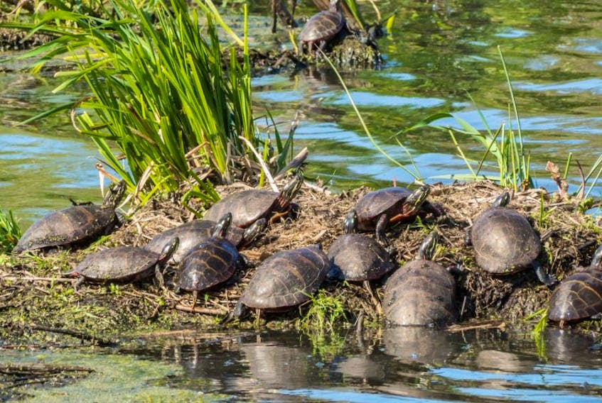 When turtles get together it may look like a convention, but technically it’s called ‘a turn of turtles.’ Of a ‘bale of turtles.” Either name will do. Local residents and visitors alike can find out plenty about the inhabitants of the Annapolis Royal Marsh by taking guided tours offered by the Clean Annapolis River Project Tuesday and Thursday mornings.
