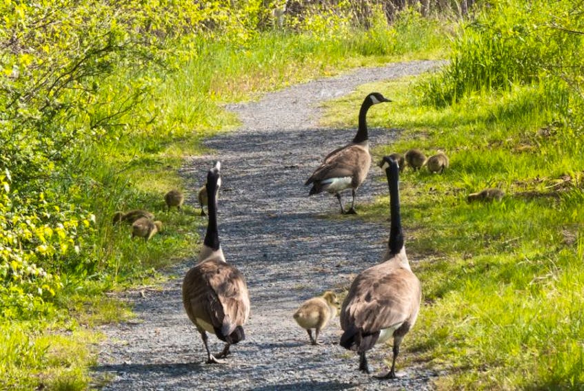 ['Geese love the Annapolis Royal Marsh and they raise whole families there before heading south again.']