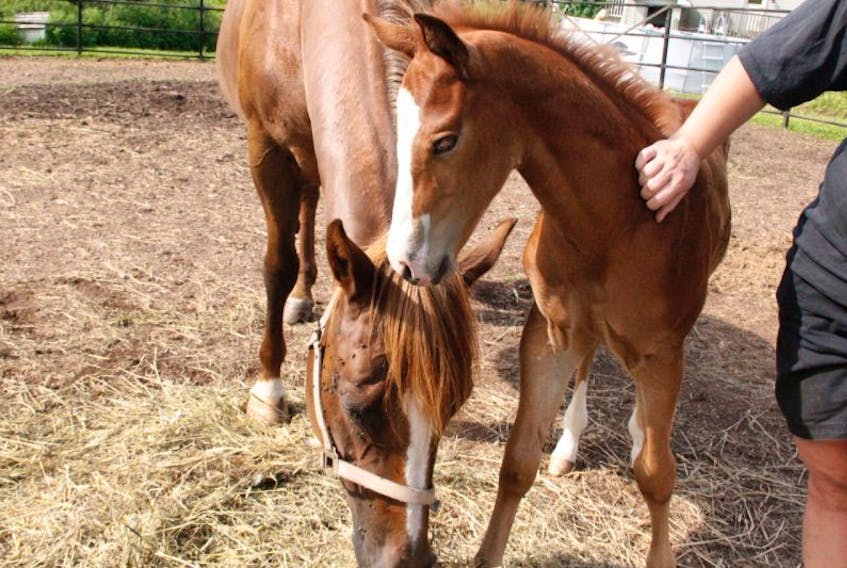 The video of Tater and her foal has been viewed nearly 5 million times and shared more than 66,000 times.