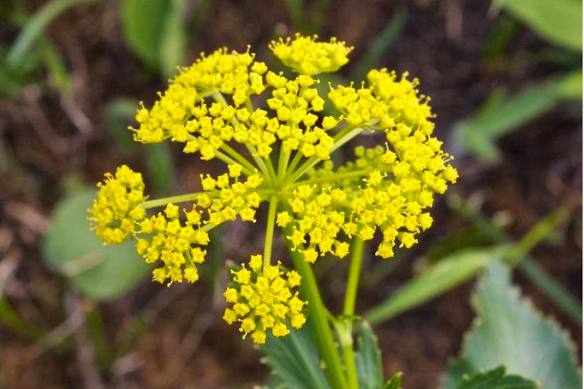 Wild parsnip is a dangerous, invasive plant that is quickly spreading across the valley.