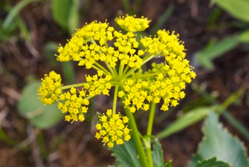 Wild parsnip is a dangerous, invasive plant that is quickly spreading across the valley.