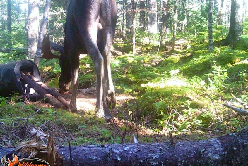 This mainland moose walked by Bradley Isles’ trail cam as it checked out the bear bait in the barrel on September 21.