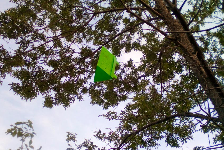 The green, triangular boxes seen hanging in some trees throughout the Truro area are set as traps for the emerald ash borer, part of an early detection survey by the Canadian Food Inspection Agency.