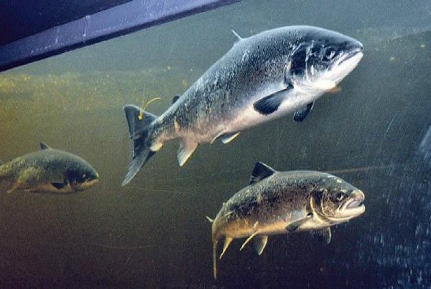 The Atlantic Salmon Federation says there needs to be open discussion between fish farming companies and Atlantic Canadians following a virus outbreak among farmed salmon. — TC Media file photo