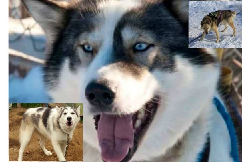 Scott Hudson has three sled dogs looking for retirement homes right now. Lucy and Smut (sisters) are almost nine and came to him from Makkovik and Lovey has just turned one. 