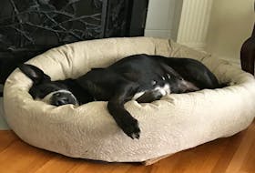 Sheena, a pit bull, settles into her bed.