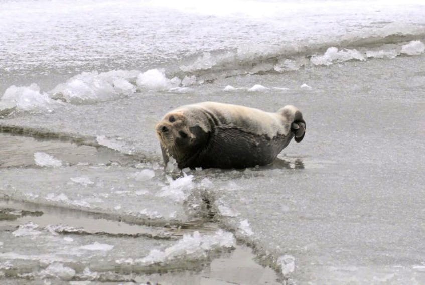 This seal pup has been hanging around Carbonear for the past few days.