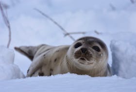 A harp seal - Photo courtesy of Ariom Eegam.