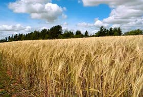 A farm in Cormack will be growing cerveza malting barley in a partnership with the provincial government.