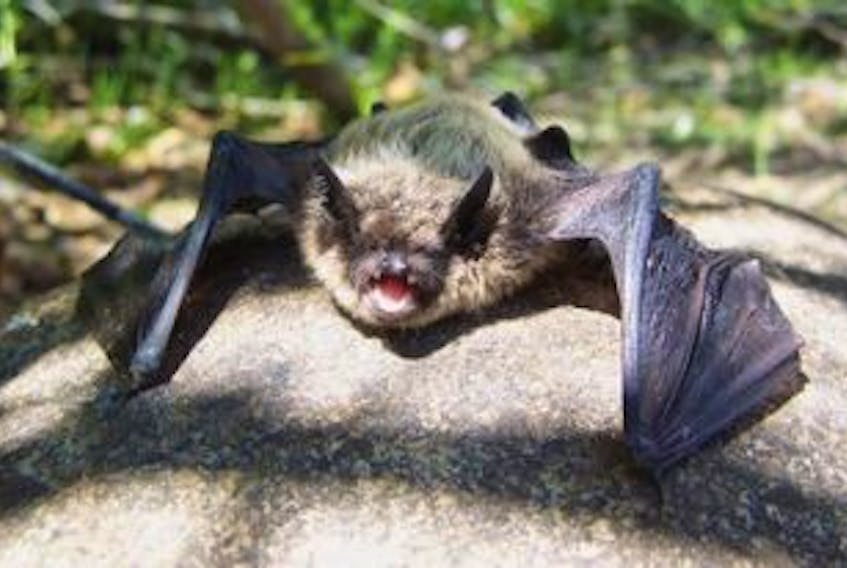 ['People are being asked to report bat sightings to 1-866-727-3447 or batconservation.ca. White-nose syndrome, a fatal infection caused by a cold-climate fungus, has killed millions of bats throughout northeastern North America in just a few years.']