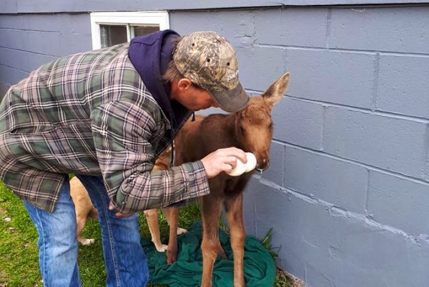 Andrew Calder of Glenwood helped rescue a moose calf near his cabin. The moose has since been euthanized.