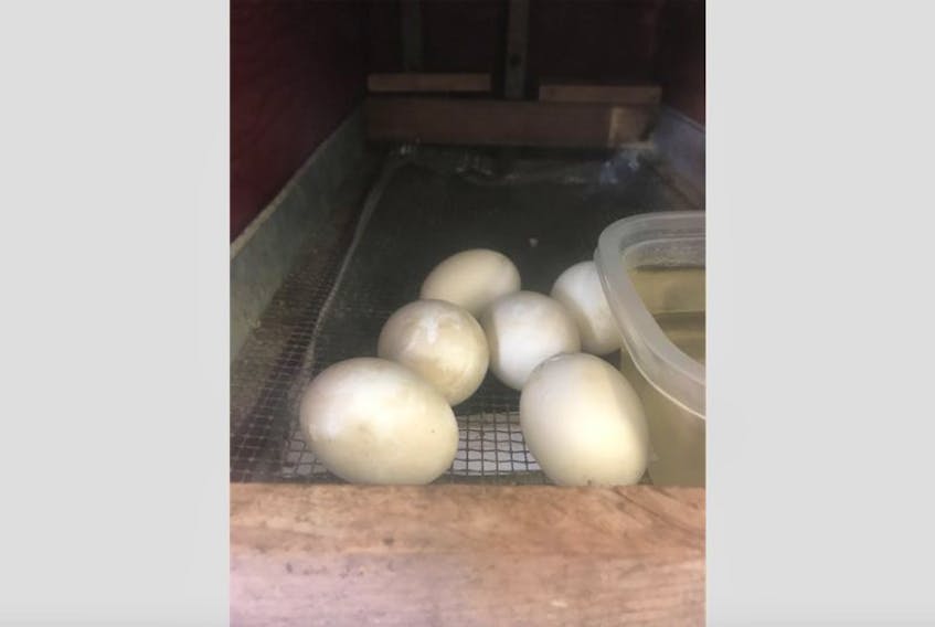 Holy Cross School in Eastport is currently live streaming the hatching process of six Pekin duck eggs.