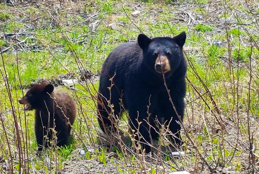A Happy Valley-Goose Bay woman says people feeding bears on the highway has become a bigger issue, which led to a young bear being hit by a vehicle recently. Shown is the mother bear and her remaining cub. - CONTRIBUTED  BY DAWN CROCKER