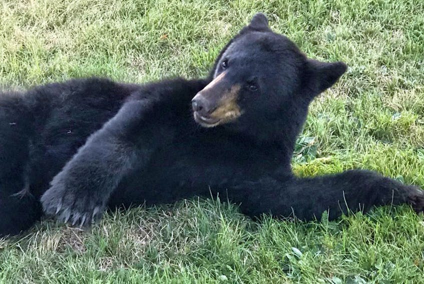 A bear cub appears to regain consciousness after being hit by a car near Mahone Bay, N.S., on Sunday, Sept. 6. The cub was shot dead by a Department of Natural Resources employee. - Marion Mitchell-Mosher