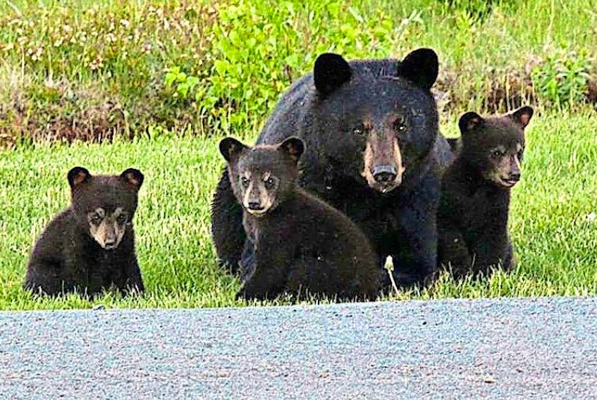 Joanne Gibson photographed this mother bear with her three cubs on Sunday near her home on the Tyndal Road.
