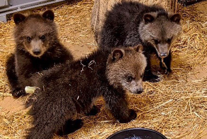 The Calgary Zoo has taken in three orphaned grizzly bear cubs.